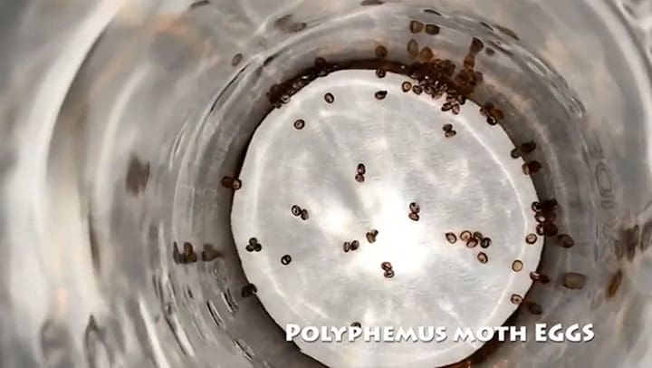 Ciclo de vida de la 'tarántula con alas'