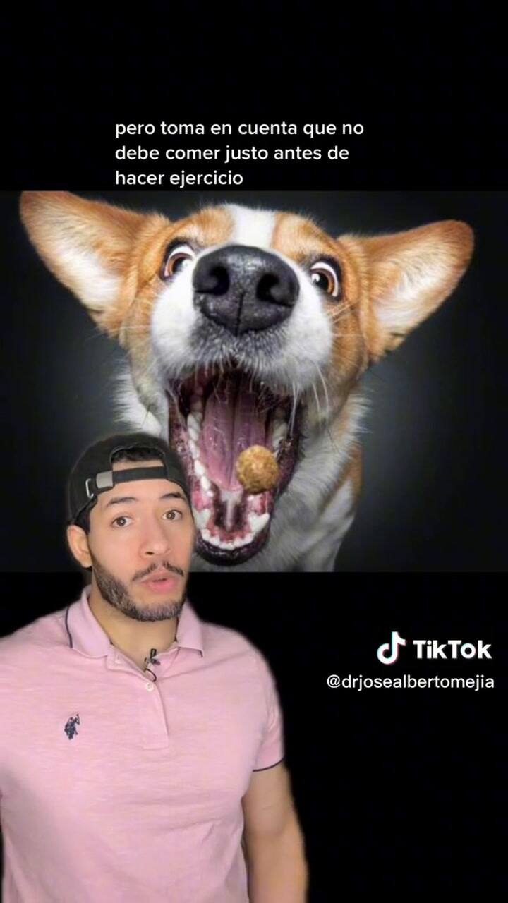 Cuál es el mejor momento para alimentar a tu perro - (@drjosealbertomejia)