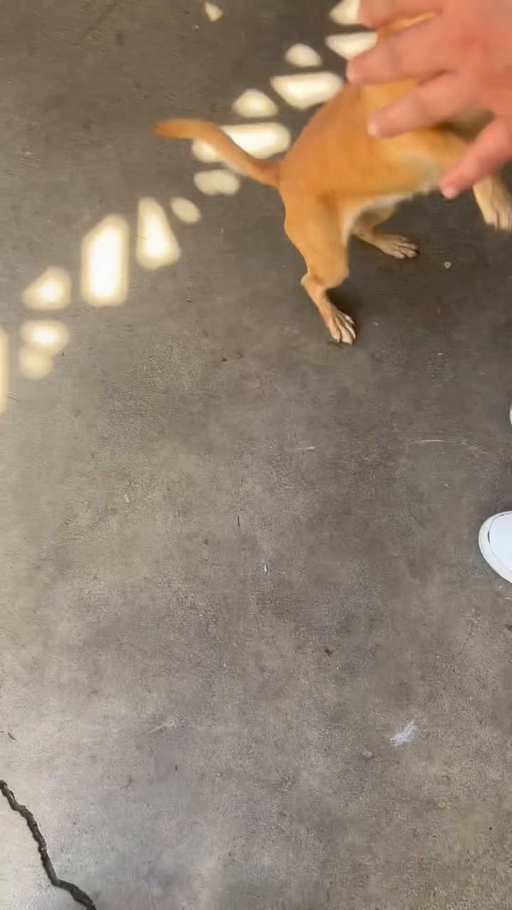 El tierno reencuentro de la perrita con su familia