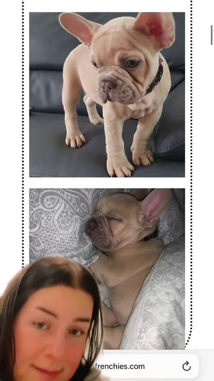 Una tiktoker mostró cómo la estafaron al comprar un perro en línea