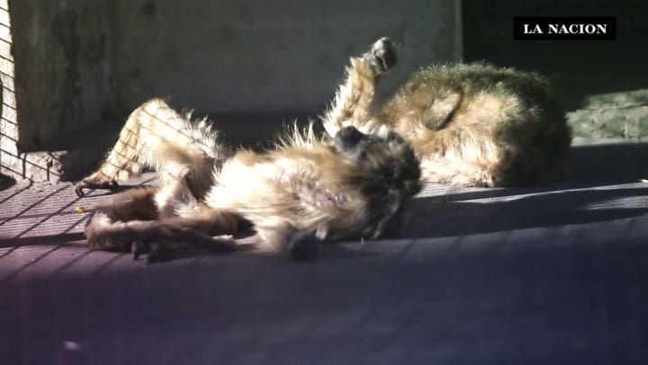 Cierre del zoológico porteño