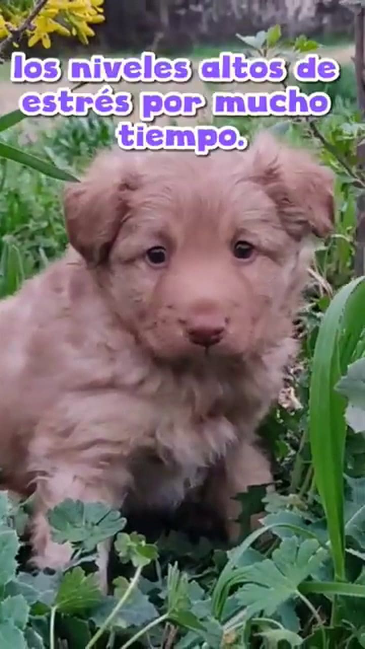 Por qué los perros sufren estrés