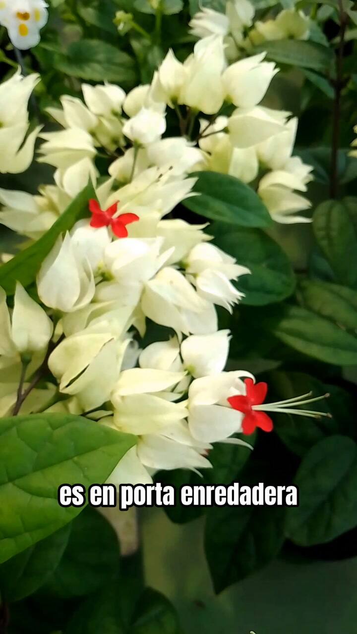 Las claves para cultivar al jazmín árabe