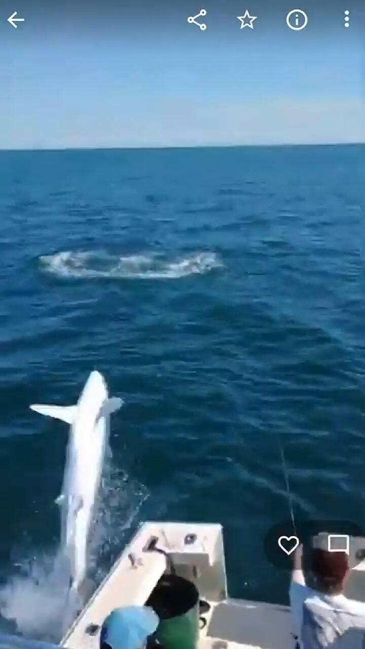 Así fue el momento en que un tiburón saltó a un barco