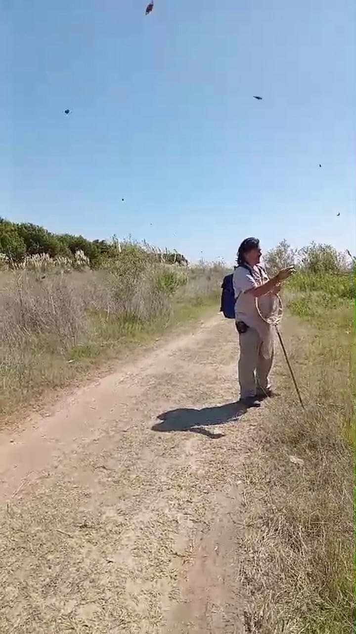 Invasión de mariposas en Hudson
