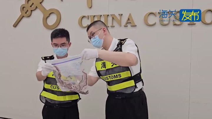 Intentó traficar 104 serpientes vivas