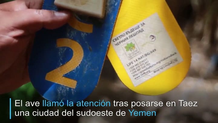 Conozca al buitre sospechoso de espionaje en Yemen - Fuente: AFP