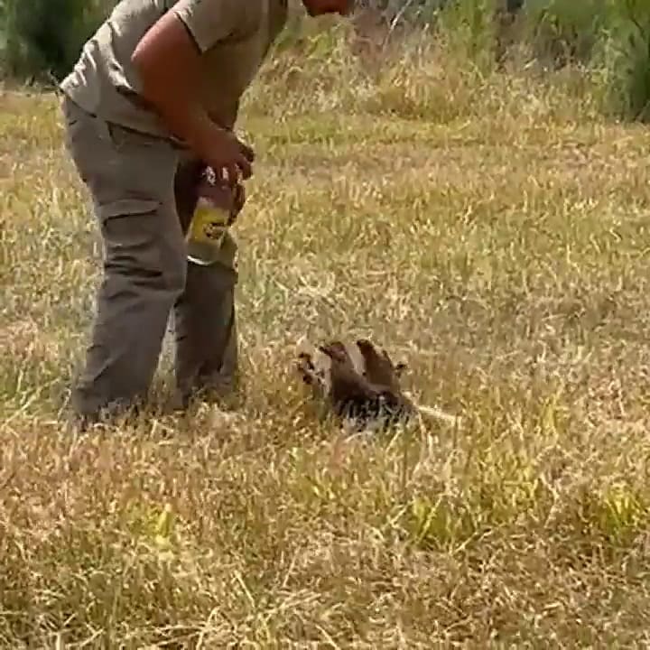 Incendios en Corrientes: emotivo video muestra la tierna reacción de un oso melero cuando un rescati