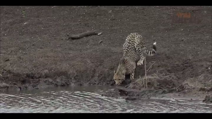 Un guepardo intenta saciar su sed y cae en las fauces de un cocodrilo - Fuente: Wild Earth