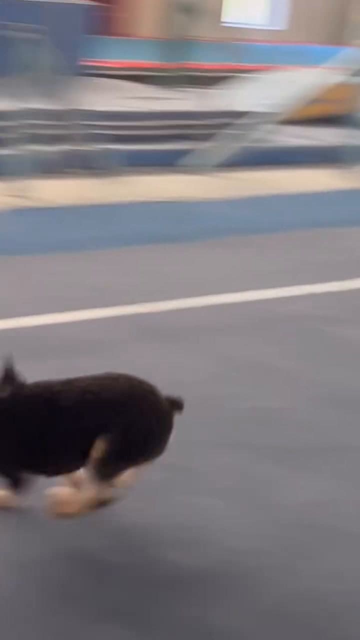 A14bab145b3019b7df1002b0152e27aa Video Dashinit