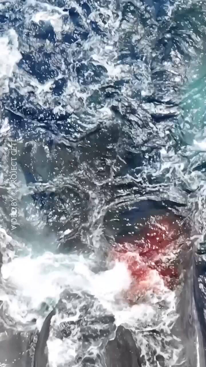 Científicos presenciaron cómo una familia de ballenas ayudó a una madre a dar a luz