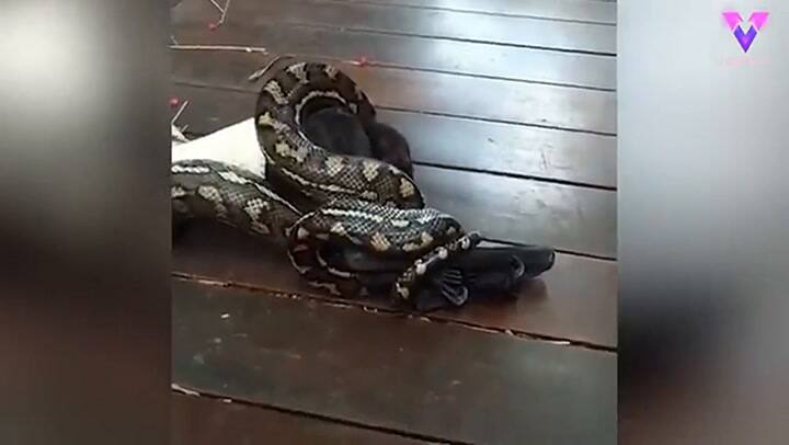 La épica lucha entre una pitón y un murciélago gigante