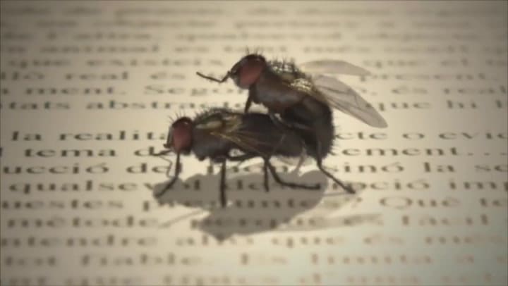 Presentación de Merlí