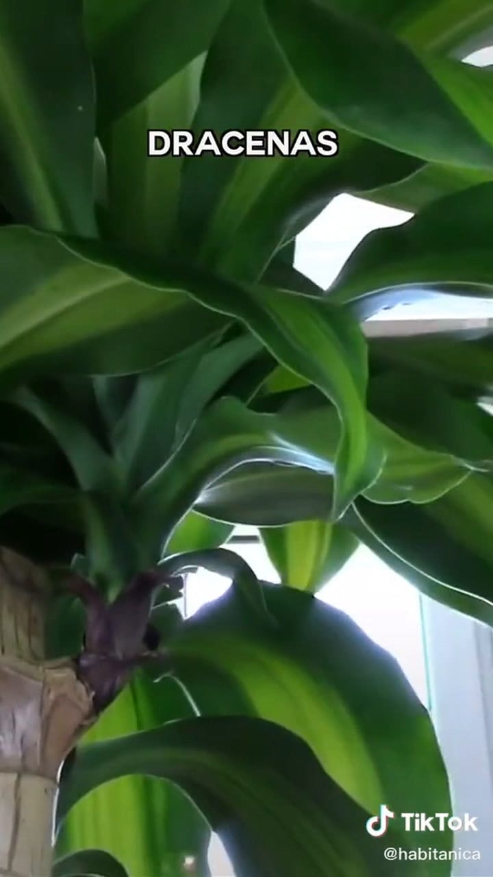 Plantas tóxicas para las mascotas