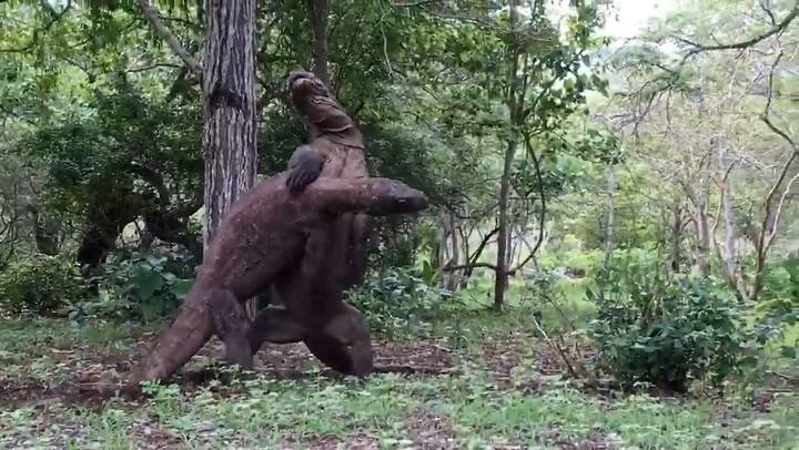 La gran pelea por el territorio entre dragones de Komodo - Fuente: Instagram