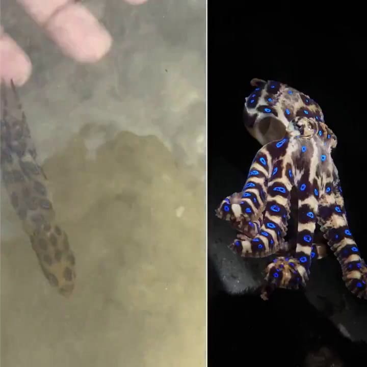 Un turista británico en Filipinas manipuló un pulpo de anillos azules