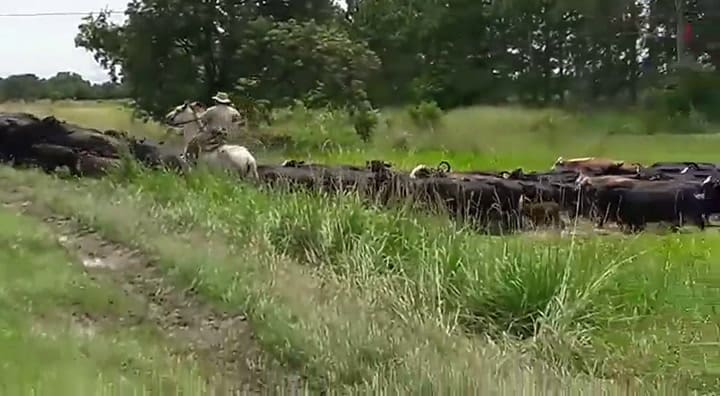 Obligado por las grandes inundaciones, el ganado cruza una ruta en Las Garzas, Santa Fe