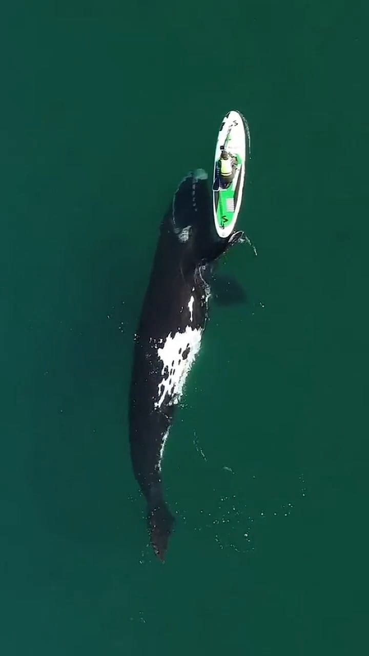 Analía Georgetti con su tabla de standup paddle y el encuentro con una ballena en Puerto Madryn