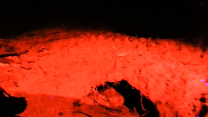 Un ciempiés venenoso gigante come un ave