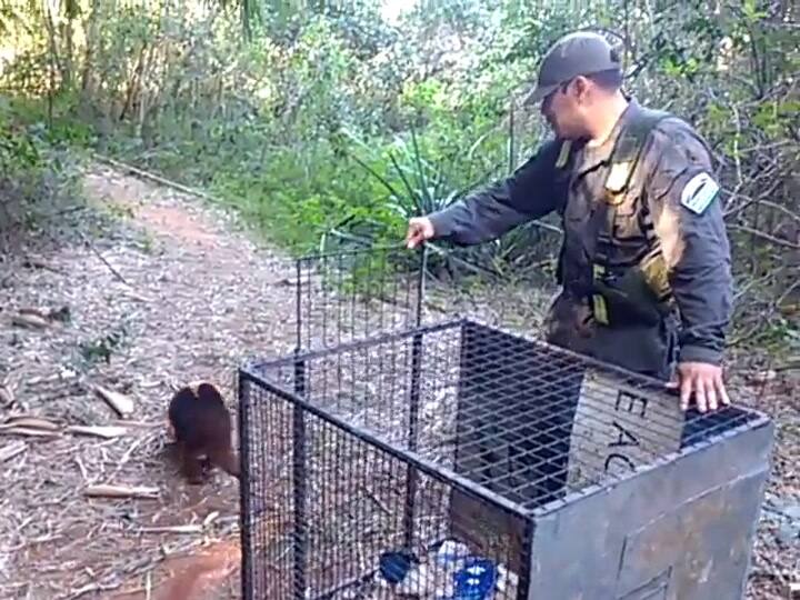 Misiones: rescataron un oso hormiguero en peligro de extinción que deambulaba por una ruta