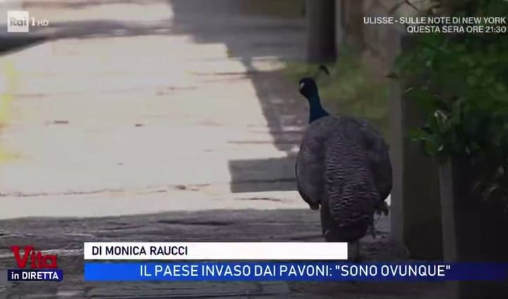 Los pavos reales que invaden el pueblo de Punta Marina en Italia