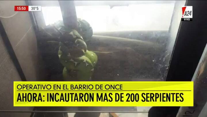 Imágenes impactantes: secuestraron 219 serpientes en Once, para venta ilegal