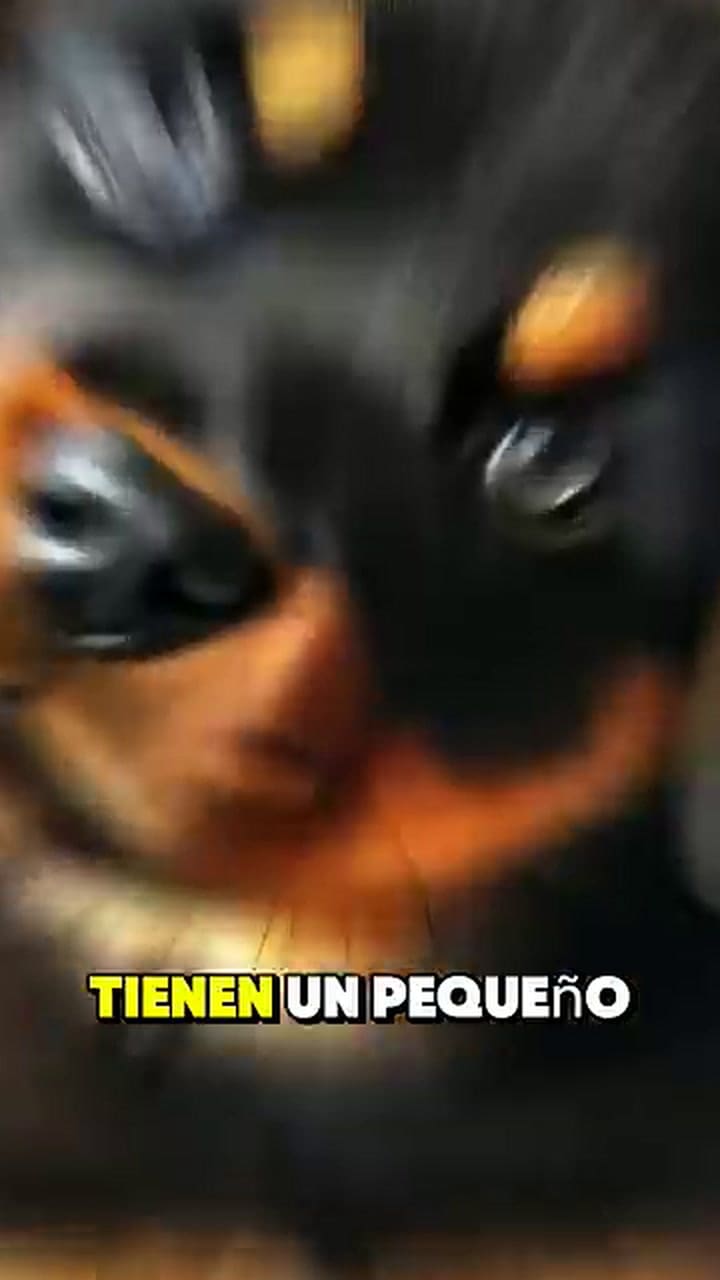 Por qué inclinan la cabeza los perros