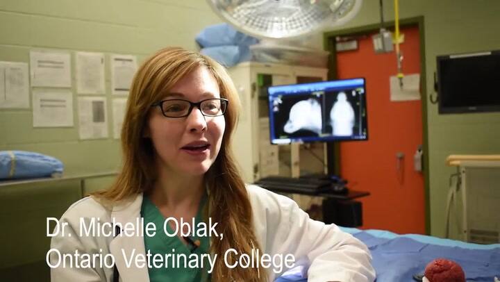 Cómo reemplazaron el cráneo de un perrito con una pieza hecha por una impresora 3D - Fuente: YouTube