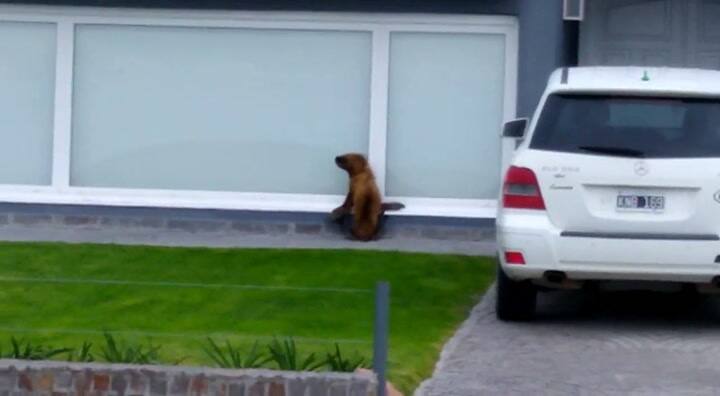 Un lobo marino subió al cantero de una casa en Puerto Madryn