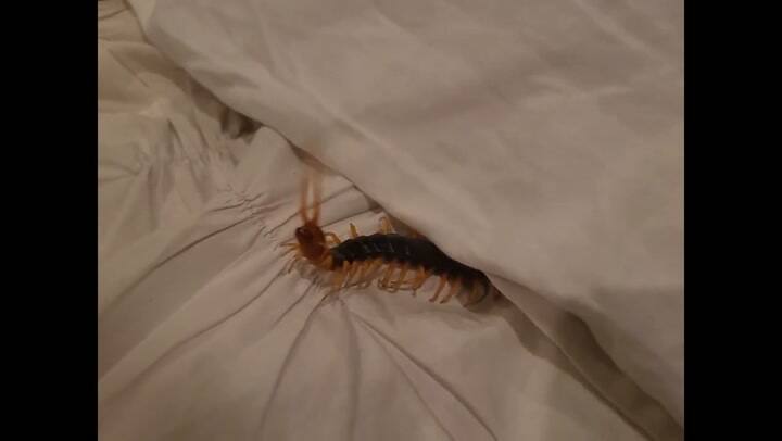 Se encontró una espantosa criatura