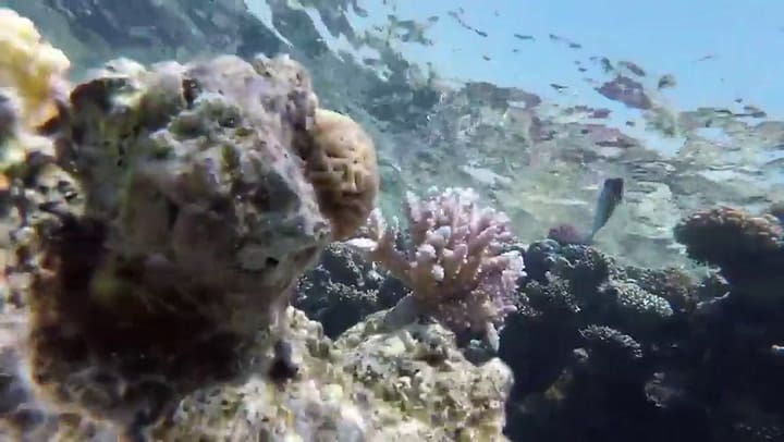 Trailer de la performance Ronquidos oceánicos