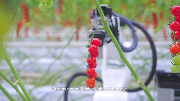 Así es Artemy, el robot cosechador de tomates cherry