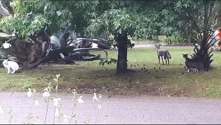 Zorros en el barrio privado El Casco de Moreno