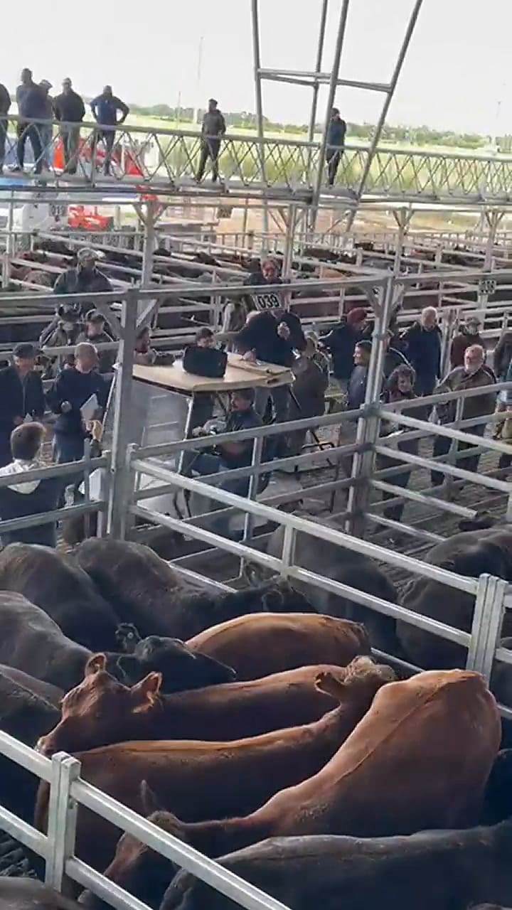 El momento en que cedió la pasarela en el mercado agroganadero