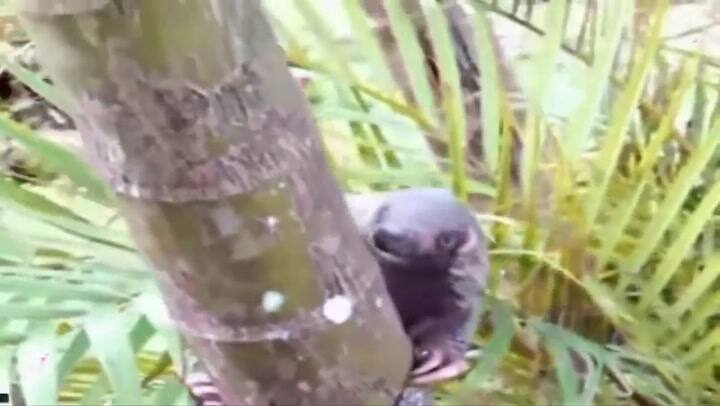 El pangolín, el exótico animal que podría ser clave en la transmisión del coronavirus - Fuente: Yout