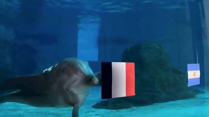La predicción de un delfín norteamericano sobre la final entre Argentina – Francia