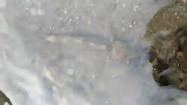 Fósil viviente': graban al pez más raro de Europa.