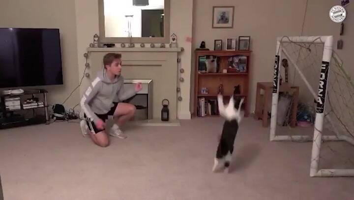 El increíble gato atajador de penales que Bayern Munich comparó con Manuel Neuer
