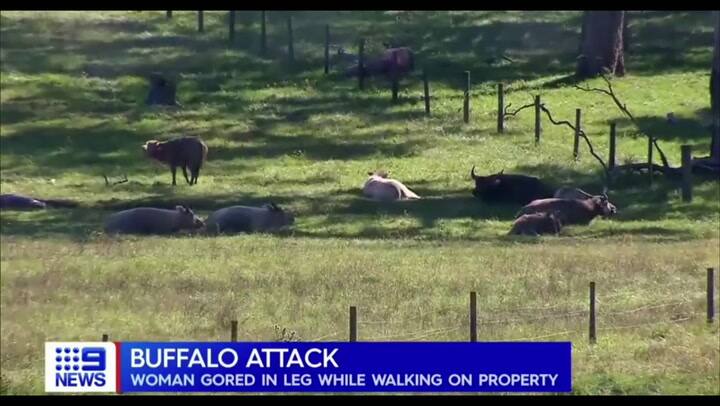 Un búfalo atacó a una mujer en Austarlia - Fuente: 9 News