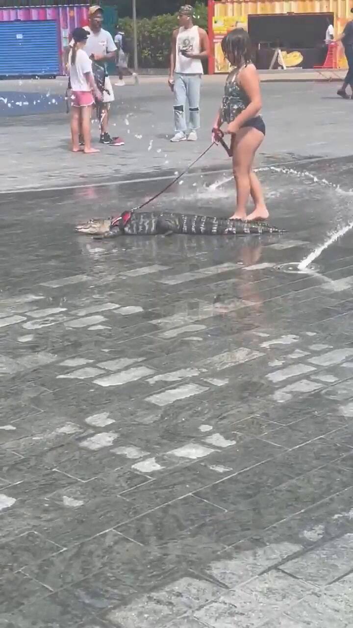 Niña sorprende al pasear un caimán con correa en Filadelfia