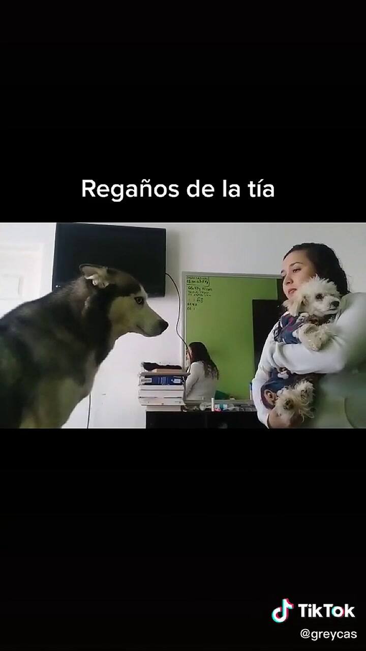 El pedido de perdón de un perro por haberse “portado mal” - Fuente: Tiktok