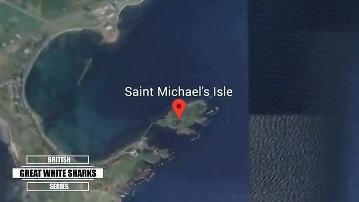 Un youtuber, amante de la naturaleza, retoma video sobre avistamiento de tiburón blanco