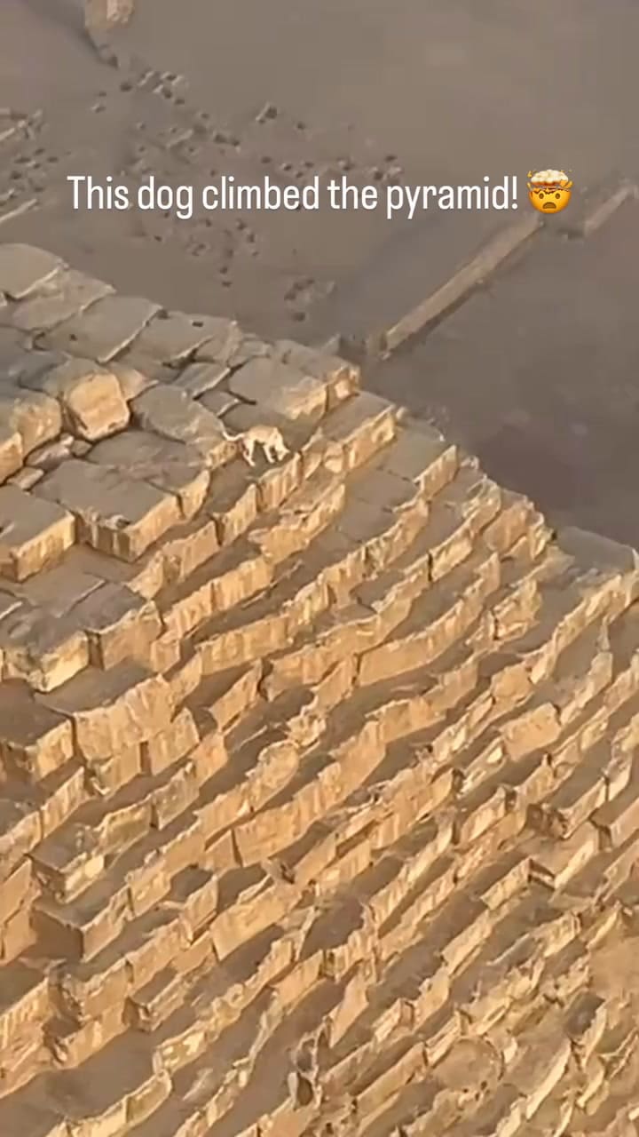 A Dog Climbed All The Way Up The Great Pyramid Of Giza! Do You Think He Lives Up There #Pyramids #Dogsofinstagram #Dogs #Ppg @Skyone.egy
