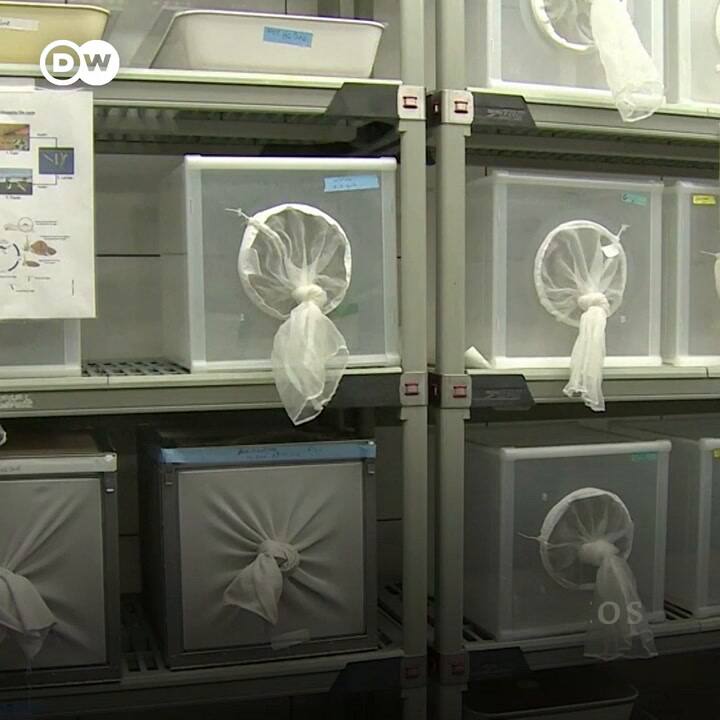 Controlar la población de mosquitos para reducir el número de enfermedades - Crédito: DW