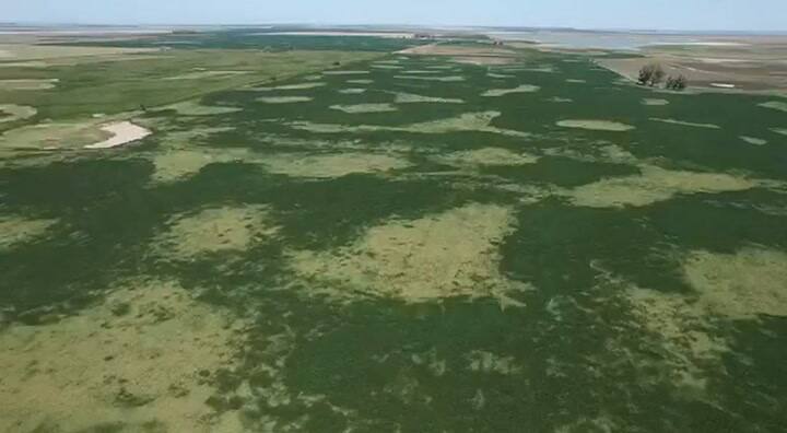 Un lote de soja afectado por las altas temperaturas en el oeste bonaerense