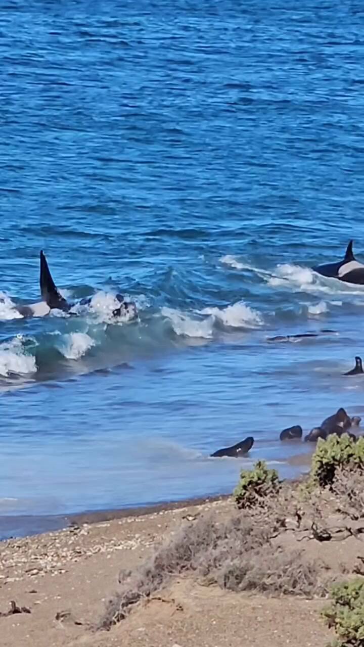 Doble ataque de orcas en Chubut fue captado en video