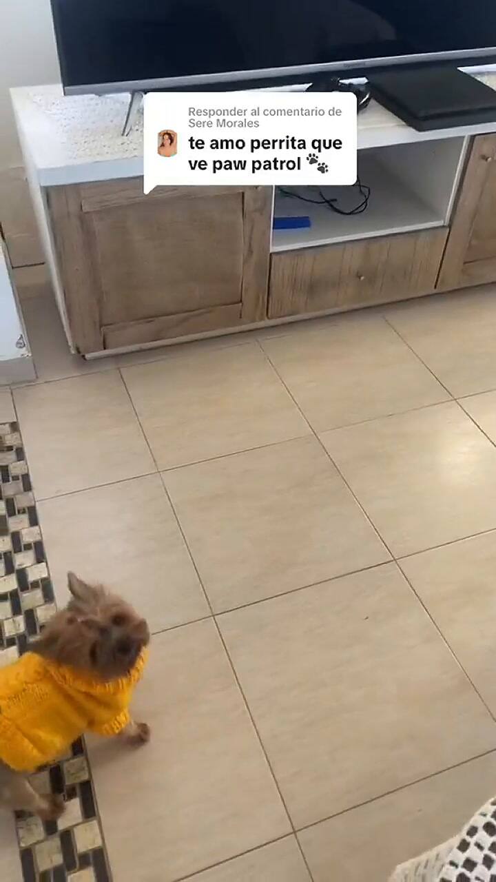La reacción de un perro a ver Paw Patrol