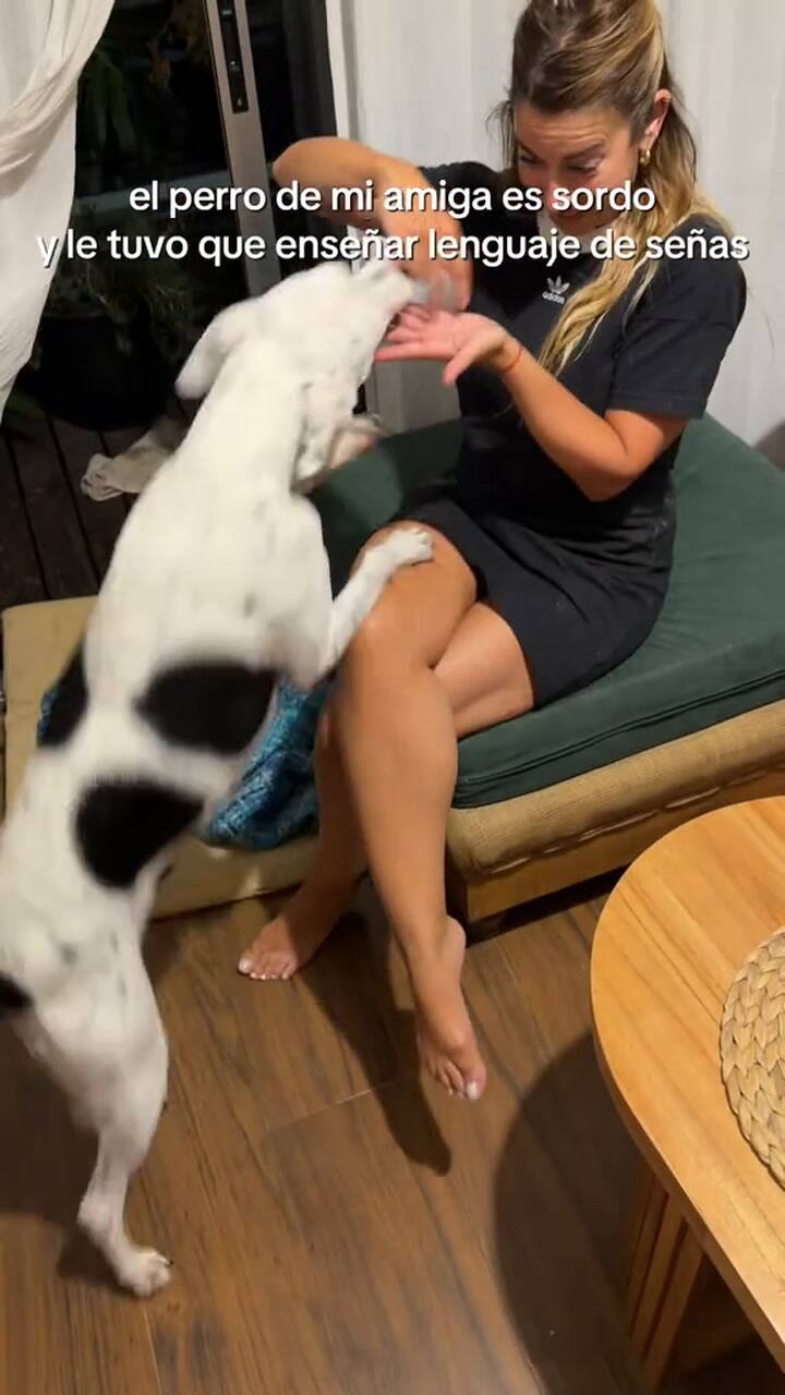 Le enseñó lenguaje de señas a su perro sordo y la reacción de su mascota fue viral