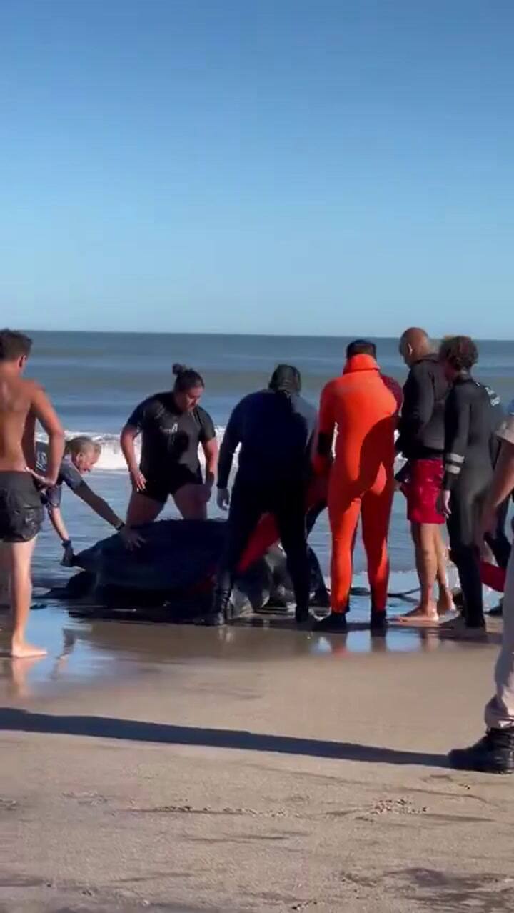 El rescate de la tortuga que puede superar los dos metros de largo