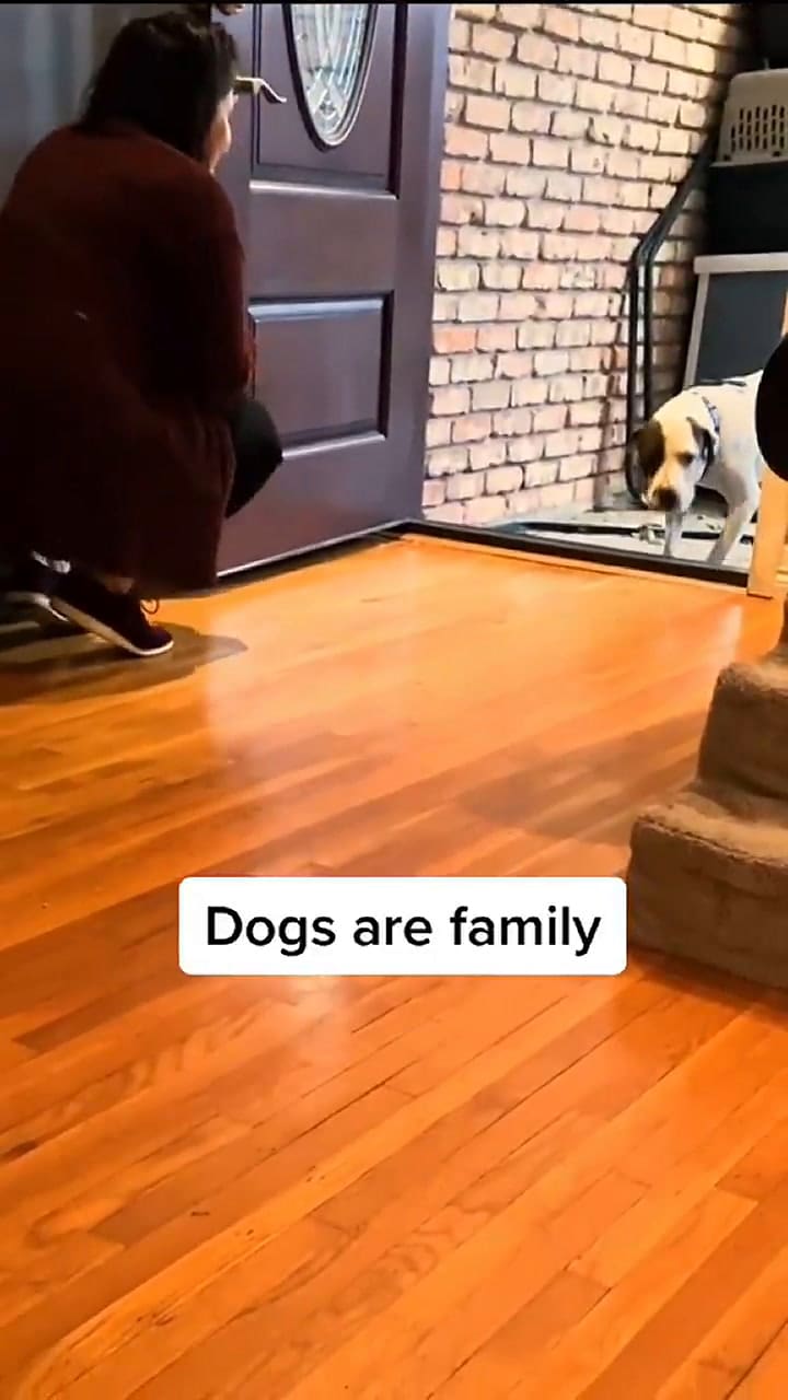 La reacción de un perro callejero que está por primera vez ante una casa.- Fuente: TikTok streetlife